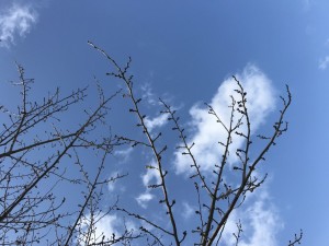桜 つぼみ