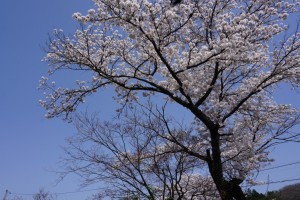 高梁の桜